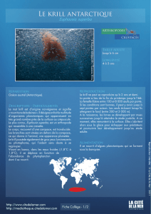 Le krill antarctique - Médiathèque de La Cité de la Mer