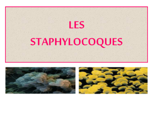 LES STAPHYLOCOQUES