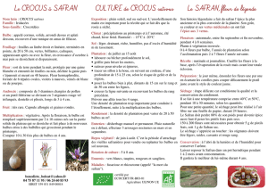 Le CROCUS à SAFRAN CULTURE de CROCUS sativus Le