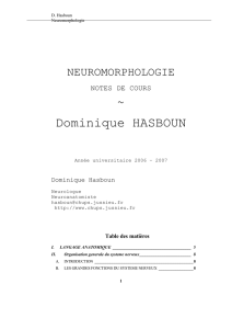Neuromorphologie - CHUPS – Jussieu