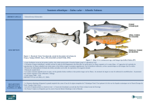 la fiche de description complète du saumon atlantique (S. Collin