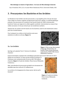 3. Procaryotes: les Bactéries et les Archées