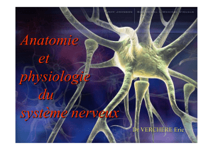 anatomie physiologie du système nerveux central