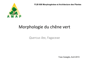 Morphogenèse et Architecture des Plantes > Documents et liens