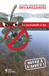 myriophylle à épi - La Municipalité de Sainte-Anne-des-Lacs