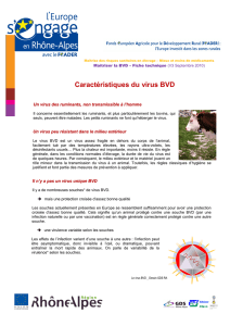 BVD Fiche Caractéristiques virus V3