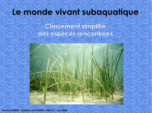 Cours biologie subaquatique - classification