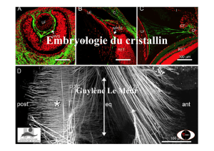 lemeur embryologie du cristallin