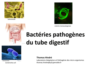 Pathogènes du tube digestif
