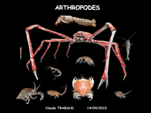 ARTHROPODES