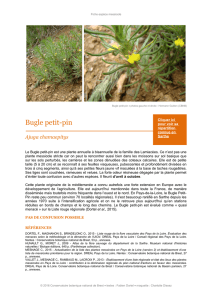Bugle petit-pin (Ajuga chamaepytis)
