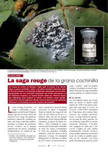 La saga rouge de la grana cochinilia / Insectes n° 171
