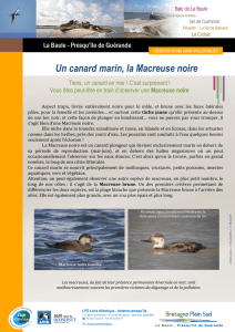 Un canard marin, la Macreuse noire