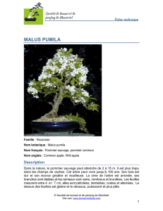 malus pumila - Société de bonsaï et de penjing de Montréal