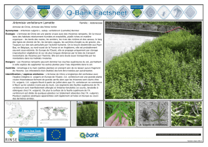 Artemisia verlotiorum Lamotte - Q-bank