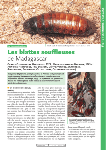 Les blattes souffleuses de Madagascar / Insectes n° 135