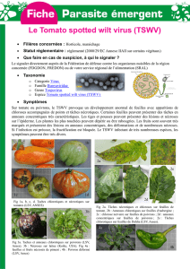 Le Tomato spotted wilt virus (TSWV)