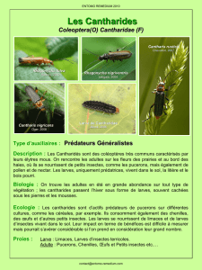 Les Cantharides Coleoptera(O) Cantharidae (F)