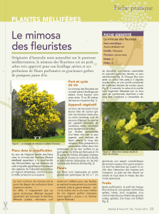 Le mimosa - Abeille Sentinelle