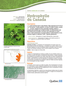 Hydrophylle du canada