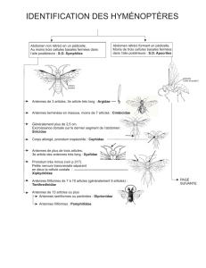 identification des hyménoptères - Cégep de Sainte-Foy