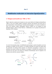 Axe 5 Modélisation moléculaire et interaction ligand/protéine