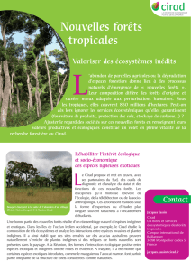 Forêts secondaires - nouvelles forêts tropicales