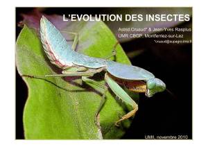 l`evolution des insectes