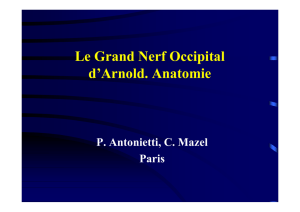 Le Grand Nerf Occipital d`Arnold. Anatomie