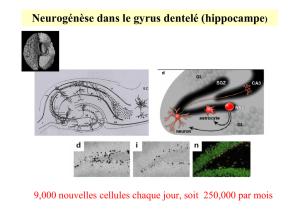 Neurogénèse dans le gyrus dentelé (hippocampe)