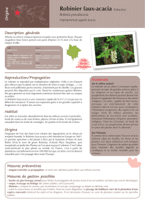 Robinier faux-acacia (Fabacées) - Gt-ibma