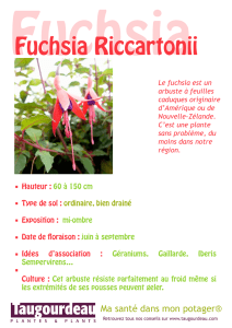 Fuchsia Riccartonii
