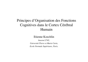 Principes d`Organisation des Fonctions Cognitives dans le Cortex