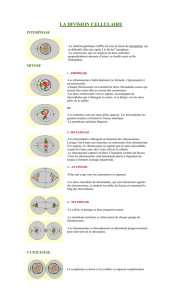 Biologie I M3 Notes de cours - La mitose 2 _cellule eucaryote_