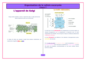 Organisation de la cellule eucaryote
