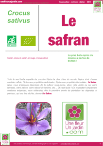 Crocus sativus - La Ferme de Sainte Marthe