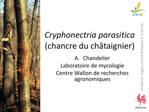 Cryphonectria parasitica - Bruxelles Environnement