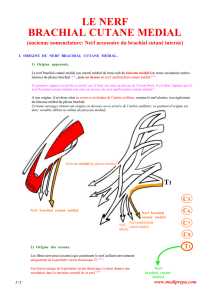 le nerf brachial cutane medial