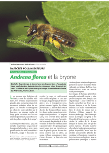 Andrena florea et la bryone