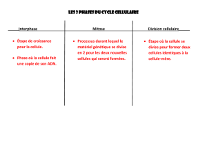 Les 3 phases du cycle cellulaire Interphase Mitose Division