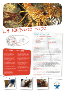 La langouste rouge - Parc Marin d`Iroise