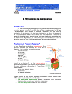 7. Physiologie de la digestion