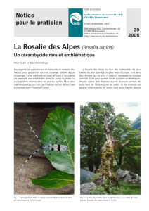 La Rosalie des Alpes (Rosalia alpina)