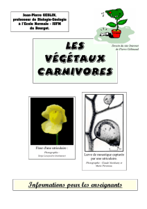 Vegetaux carnivores J-P Geslin