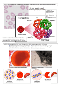 AIDE 1 : L`hémoglobine : une protéine globulaire abondante dans le