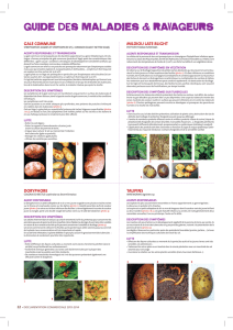 Guide maladies Pommes de terre