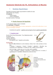 Anatomie Générale des Os, Articulations et Muscles