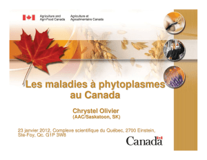 Les maladies à phytoplasmes au Canada