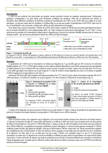 Préparation et analyse de la transcription in vitro de pSK::gfp