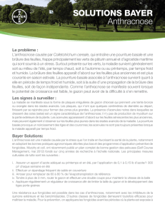 SOLUTIONS BAYER Anthracnose